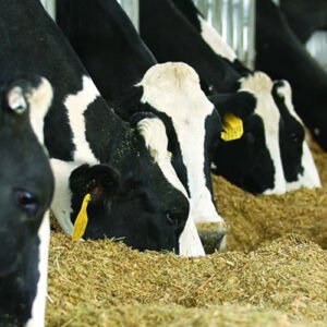 Calcium Carbonate In Animal Feed Supplement